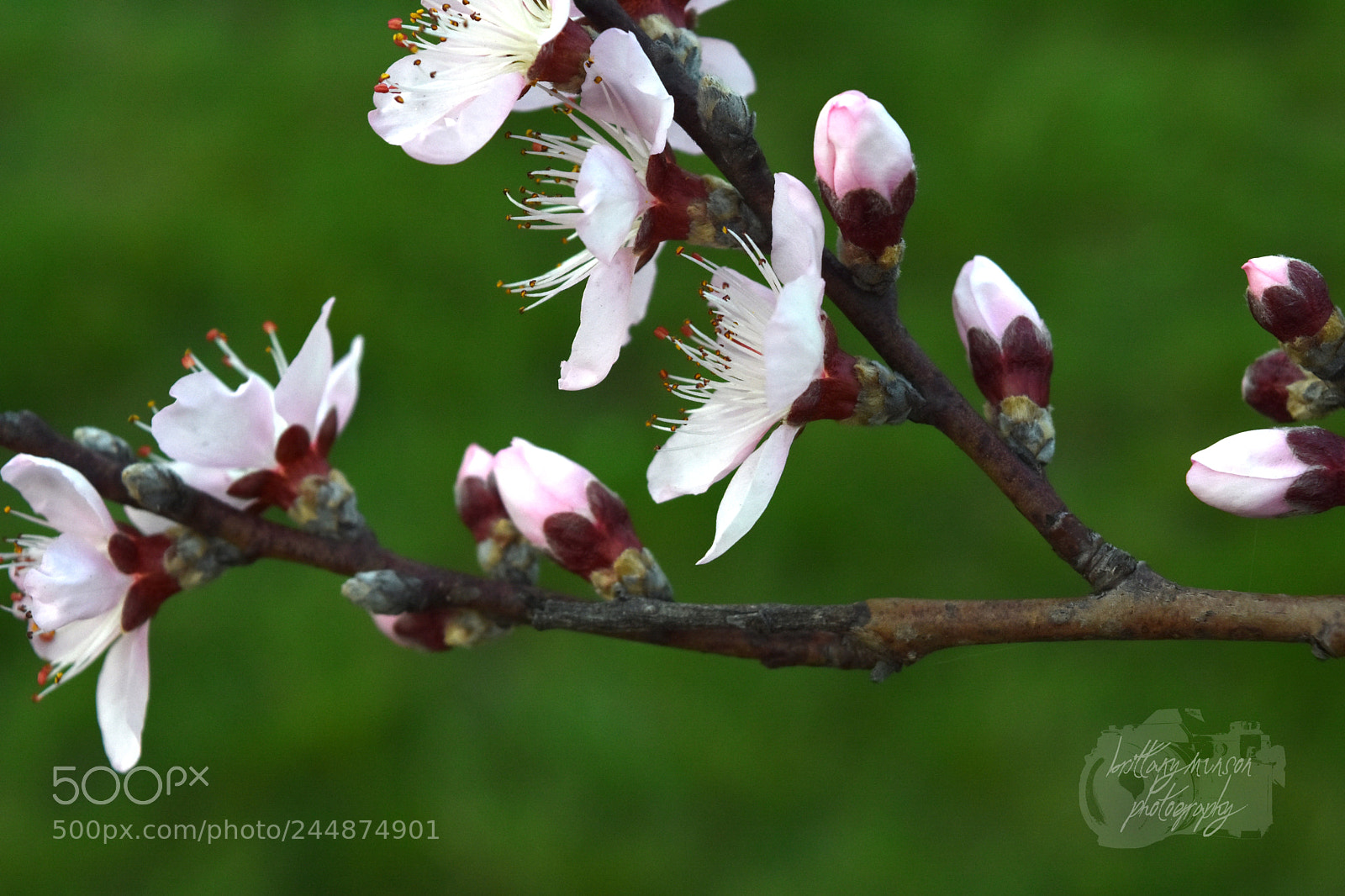 Nikon D7200 sample photo. 2.jpg photography