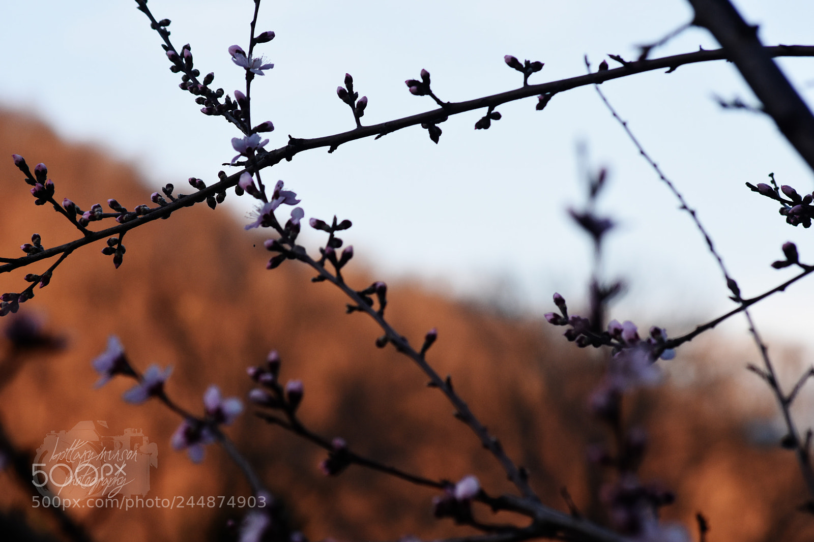Nikon D7200 sample photo. 9.jpg photography