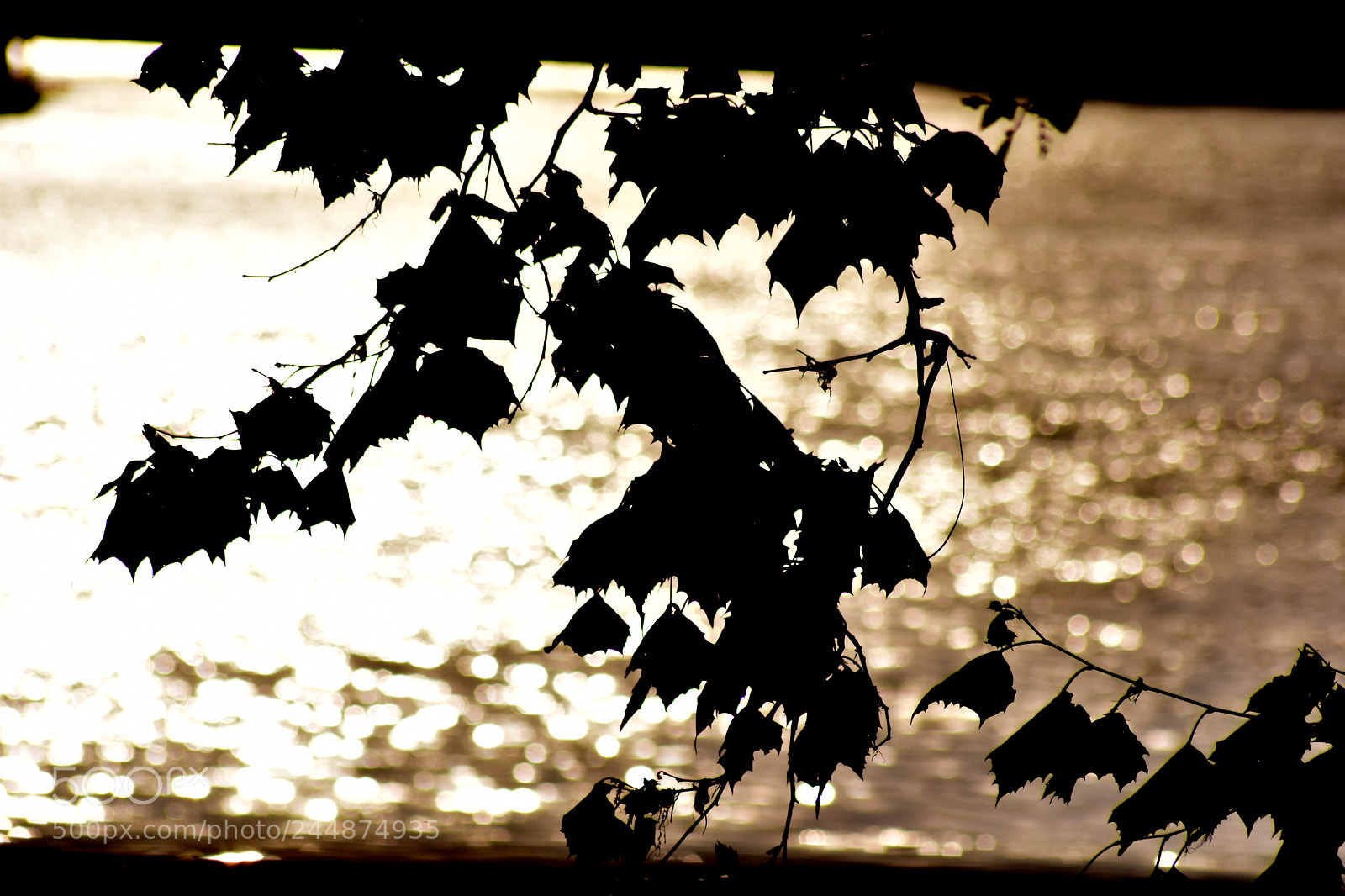 Nikon D7200 sample photo. 2.jpg photography
