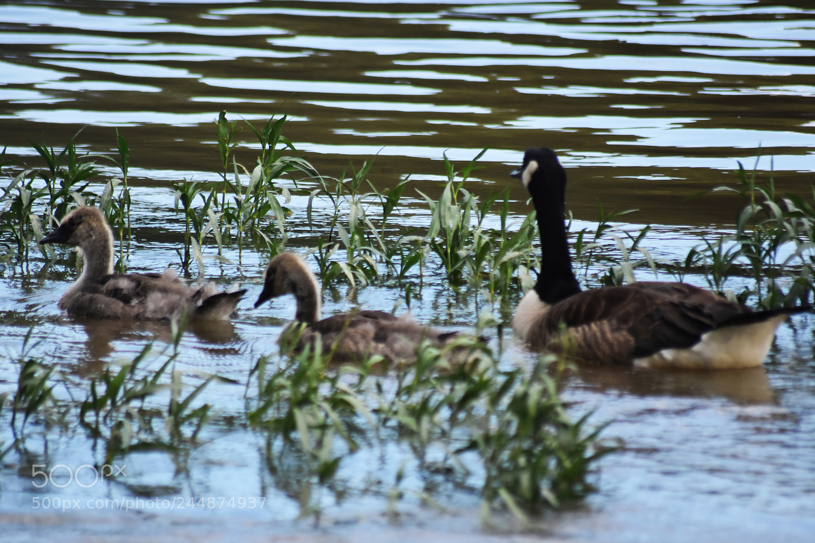 Nikon D7200 sample photo. 3.jpg photography