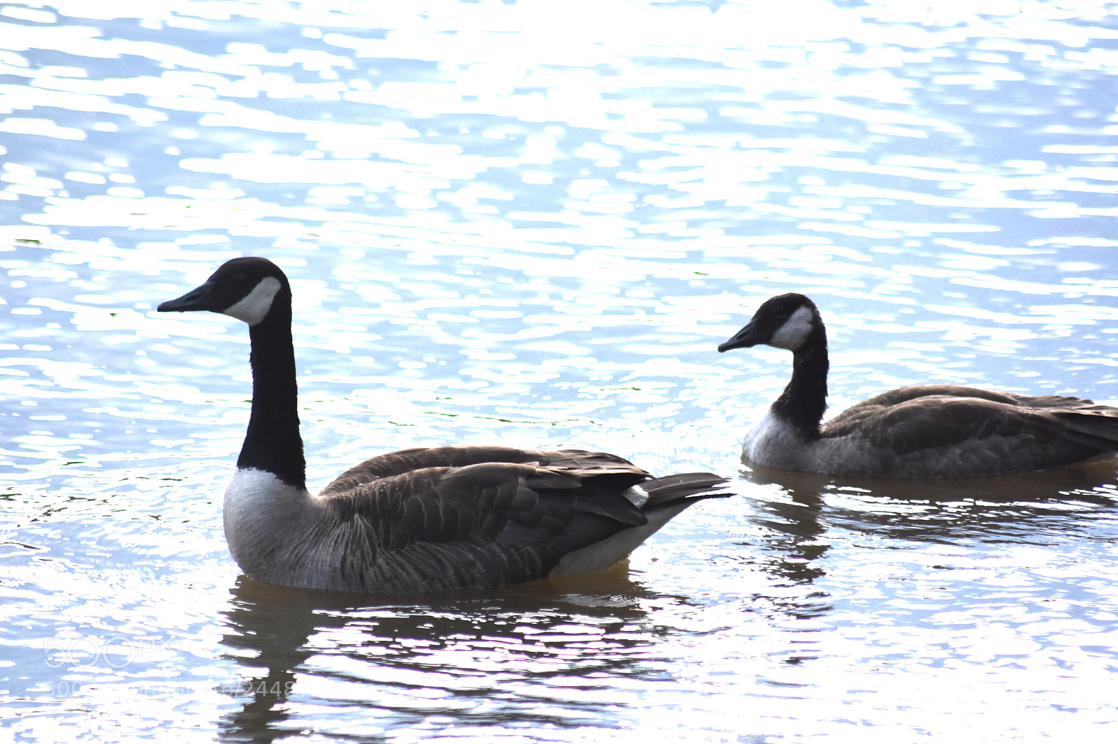 Nikon D7200 sample photo. 5.jpg photography
