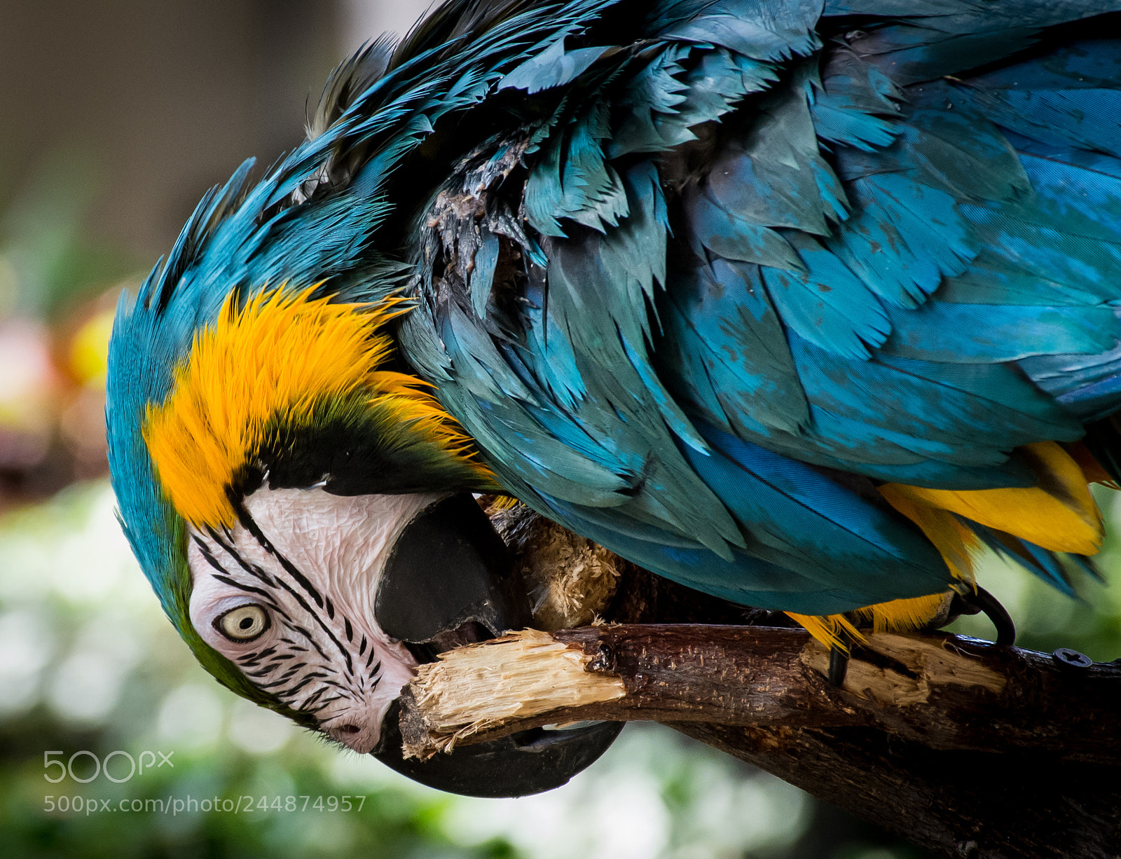 Nikon D7100 sample photo. Bird in paradise photography