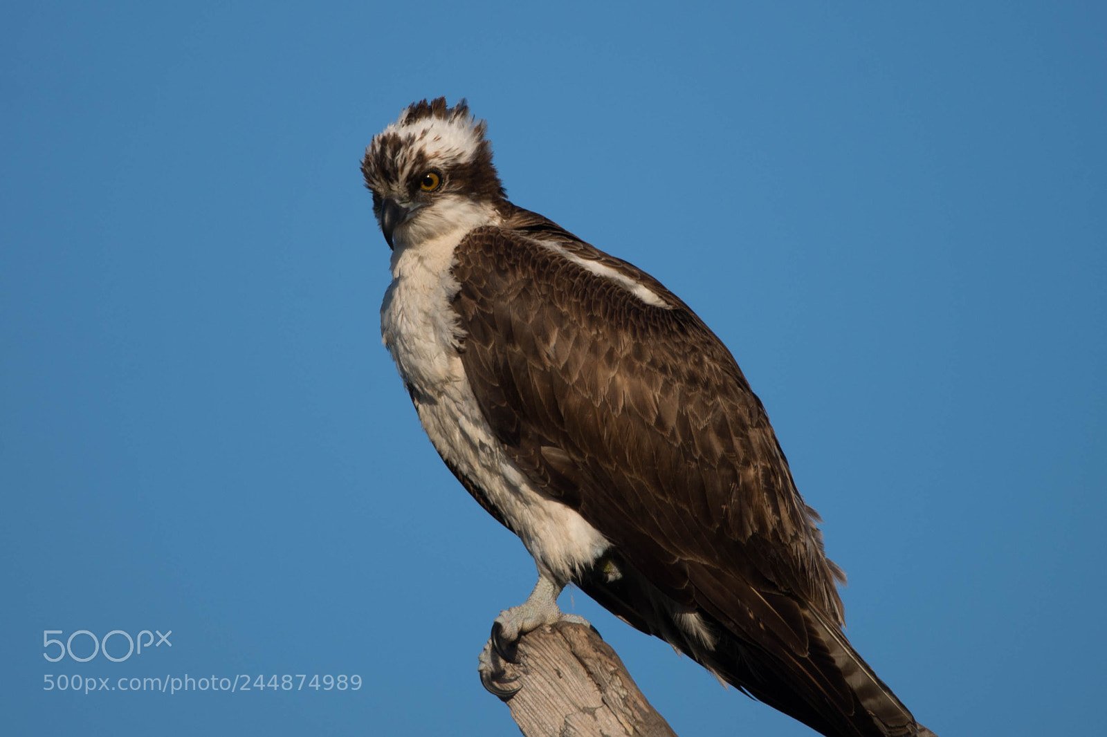 Nikon D610 sample photo. Osprey bird is resting photography