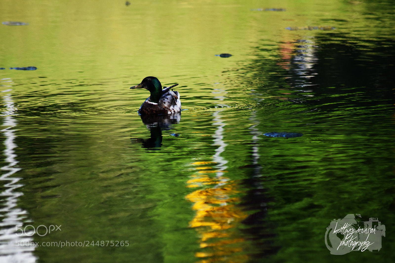 Nikon D7200 sample photo. 2.jpg photography