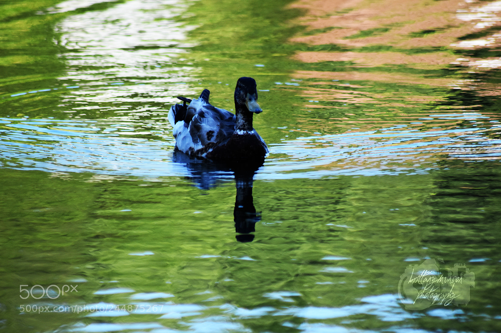 Nikon D7200 sample photo. 5.jpg photography