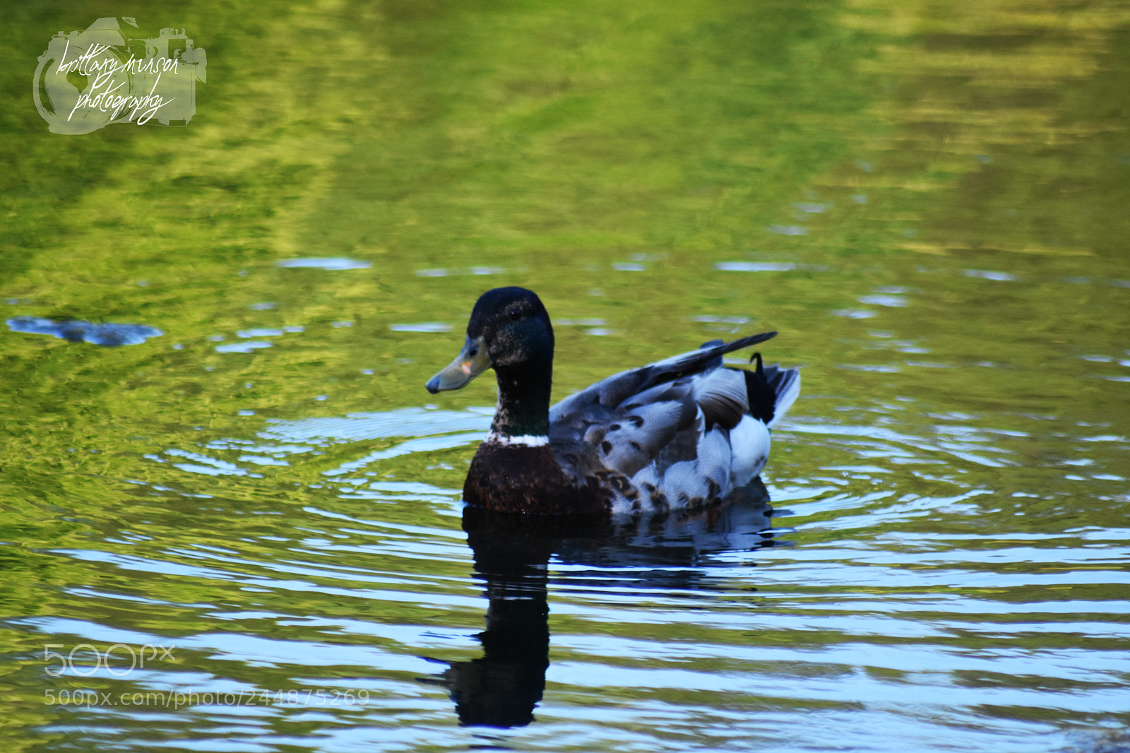 Nikon D7200 sample photo. 7.jpg photography