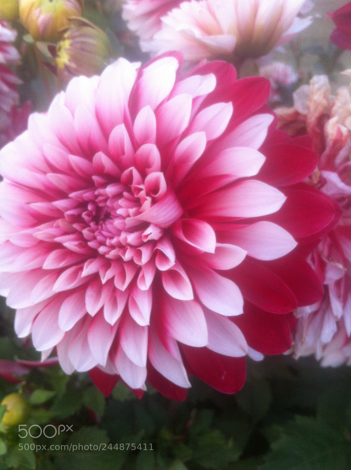 Apple iPhone 4 sample photo. Flower photography