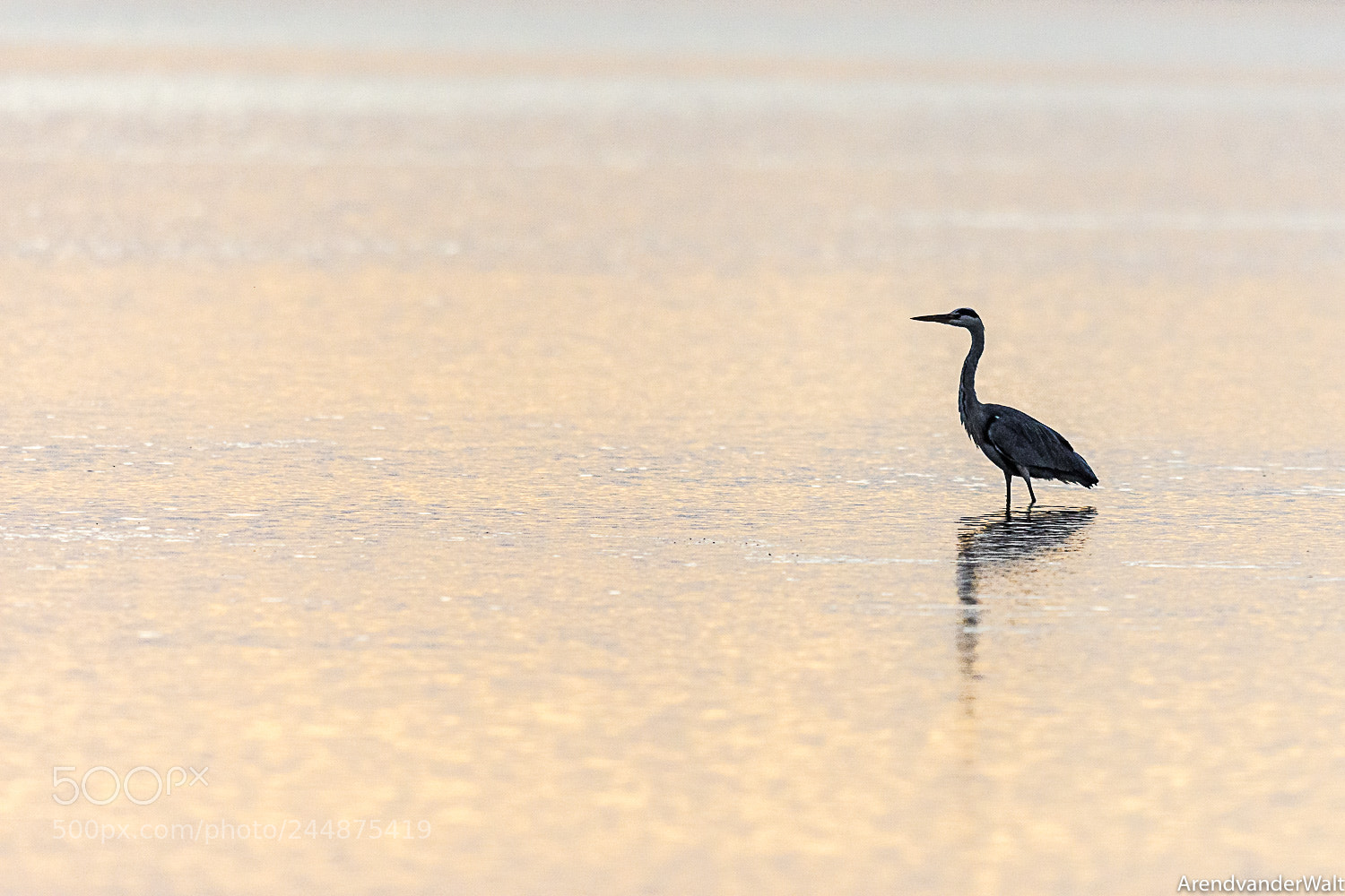 Nikon D7200 sample photo. Heron in the morning photography