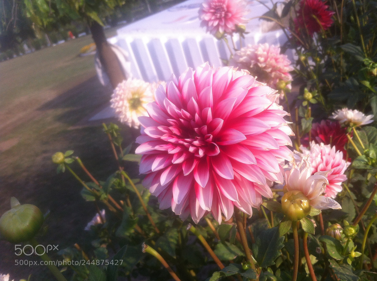 Apple iPhone 4 sample photo. Flower photography