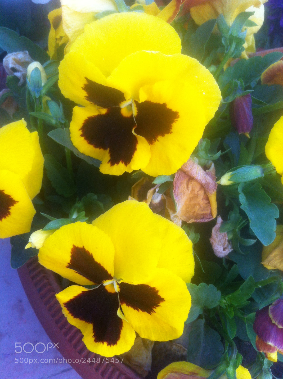 Apple iPhone 4 sample photo. Flower photography