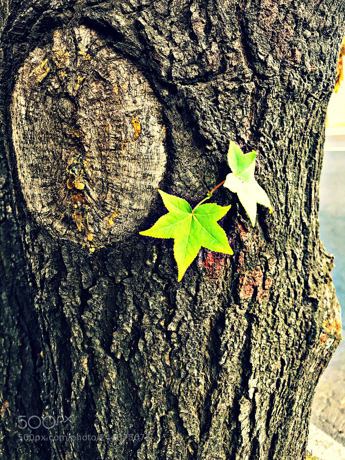 Apple iPhone 7 sample photo. Tweens photography