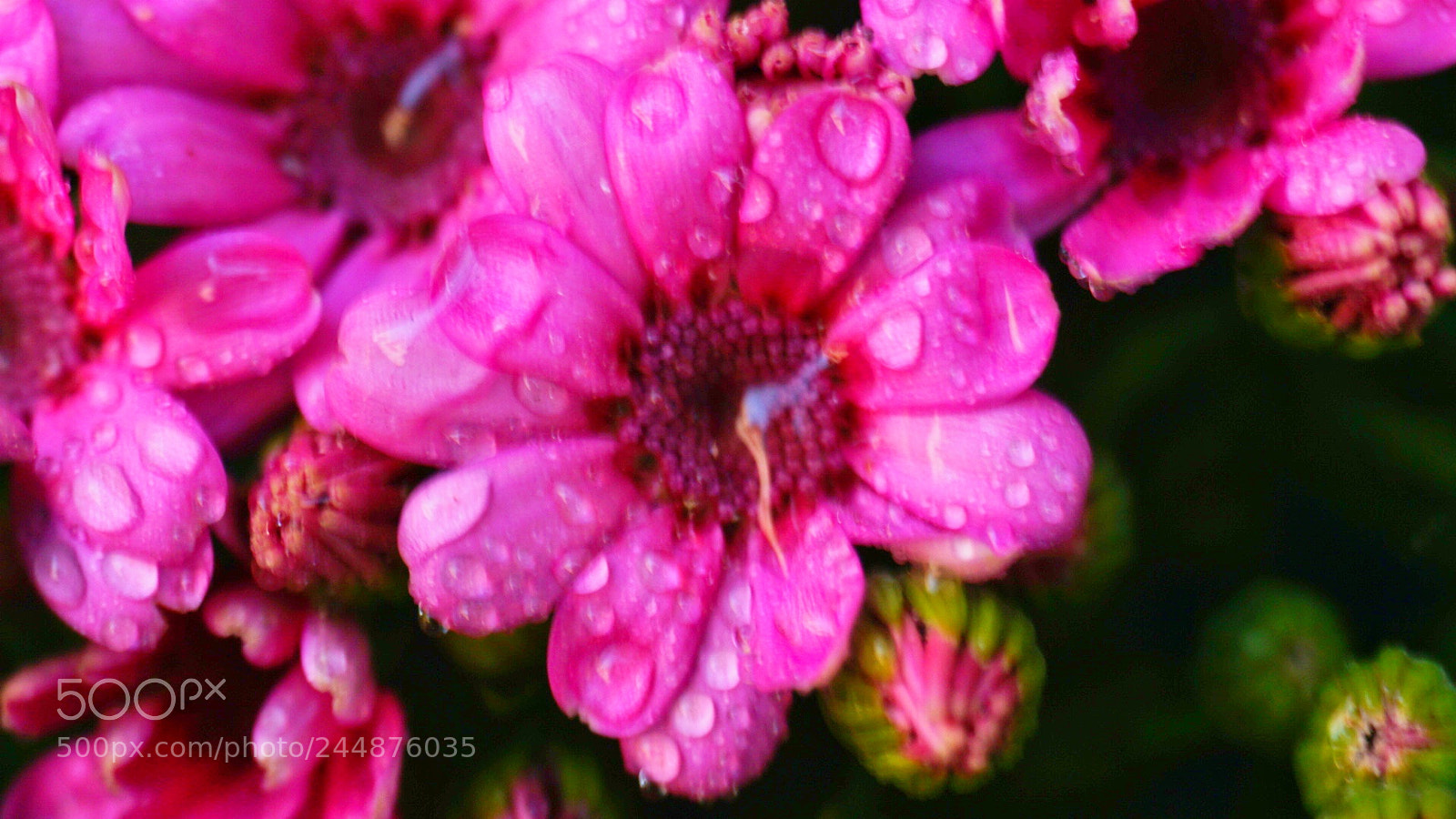 Sony a6300 sample photo. Pink of everything photography