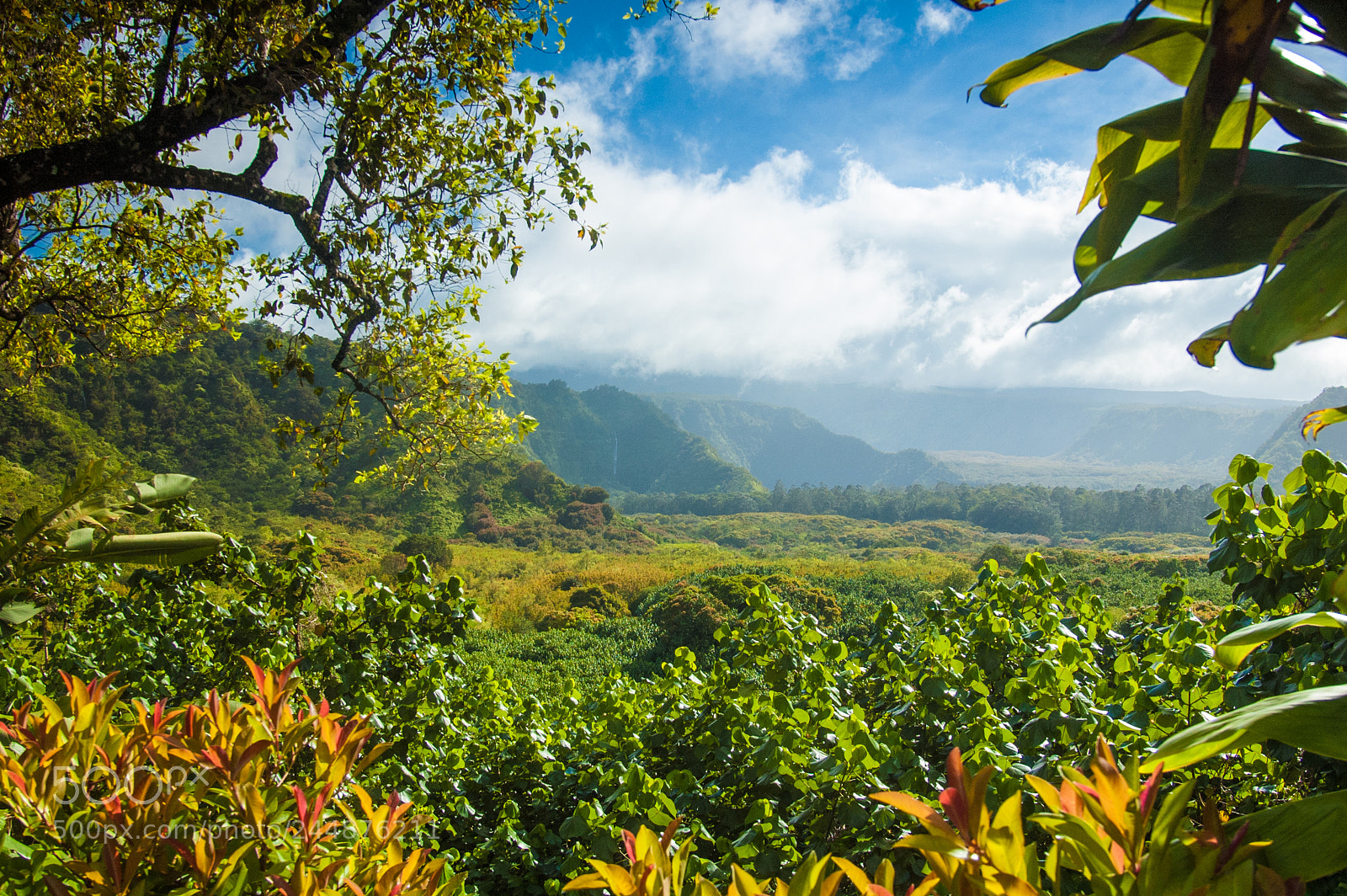 Nikon D70s sample photo. Tree scene in maui photography