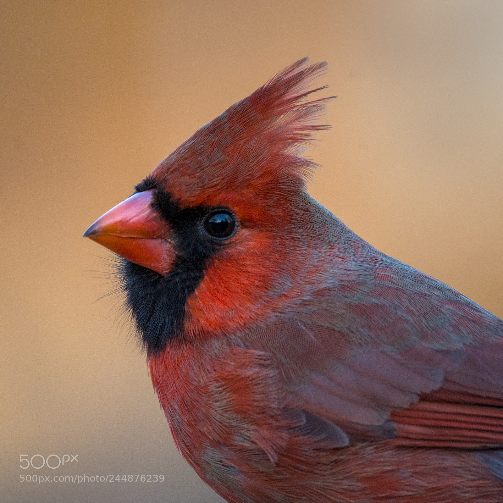Nikon D7100 sample photo. Just another cardinal photography