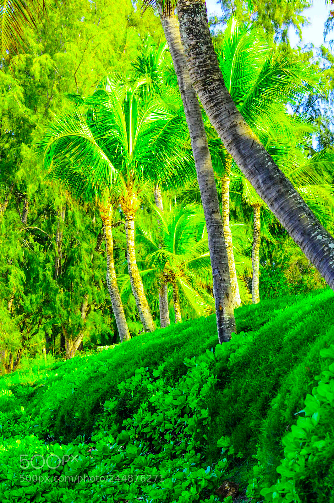 Nikon D300 sample photo. Tree scene in maui photography