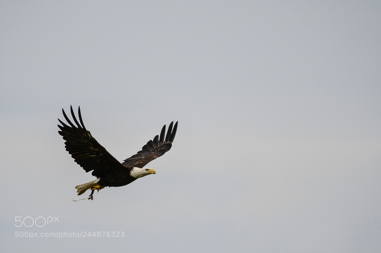 Nikon D500 sample photo. Bald eagle photography