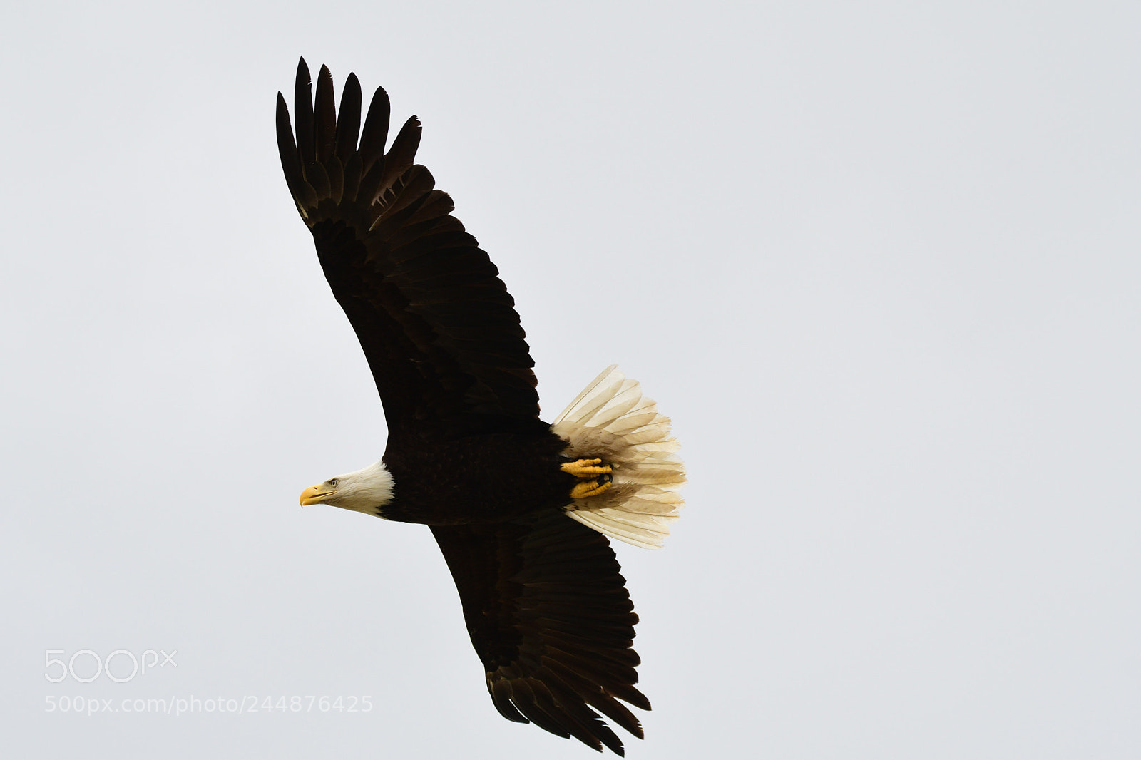 Nikon D500 sample photo. Bald eagle photography