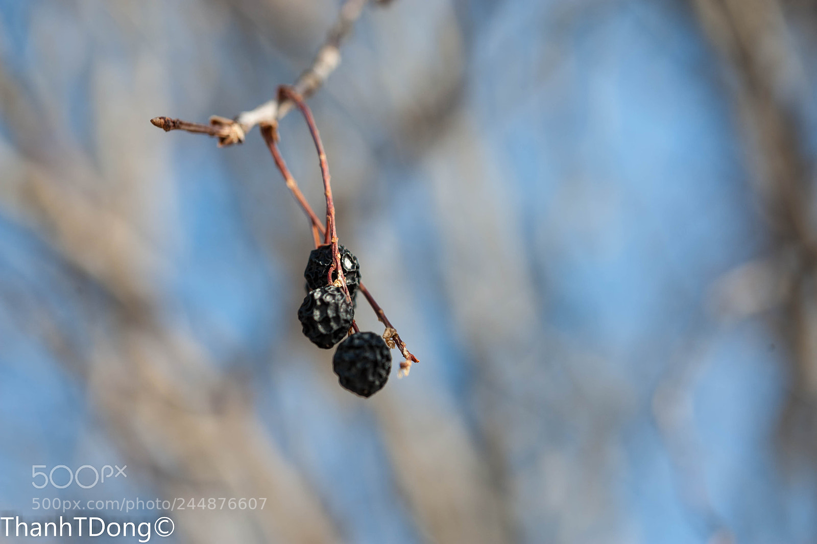 Nikon D700 sample photo. Berries photography