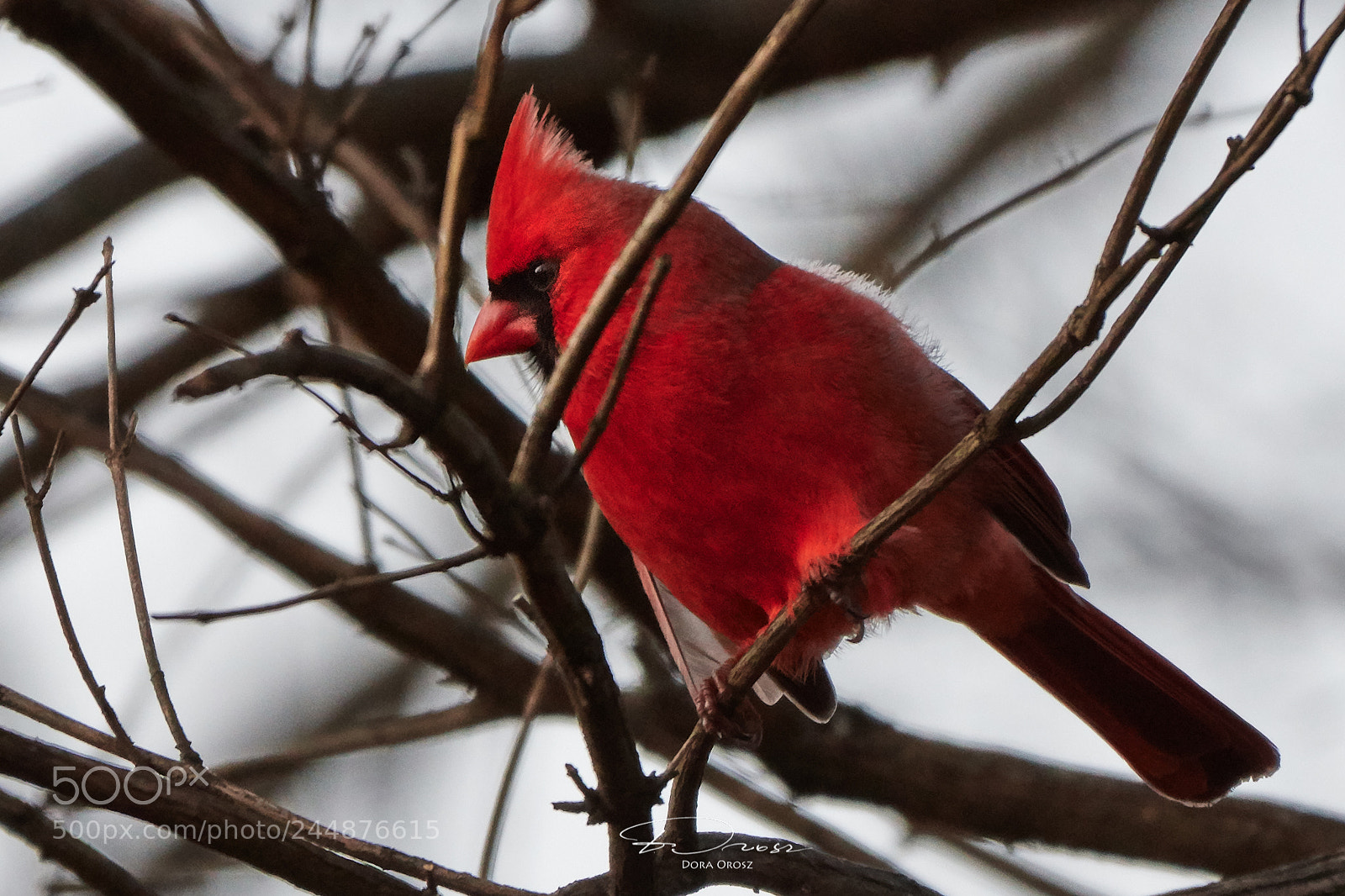 Nikon D500 sample photo. Cardinal of the day photography