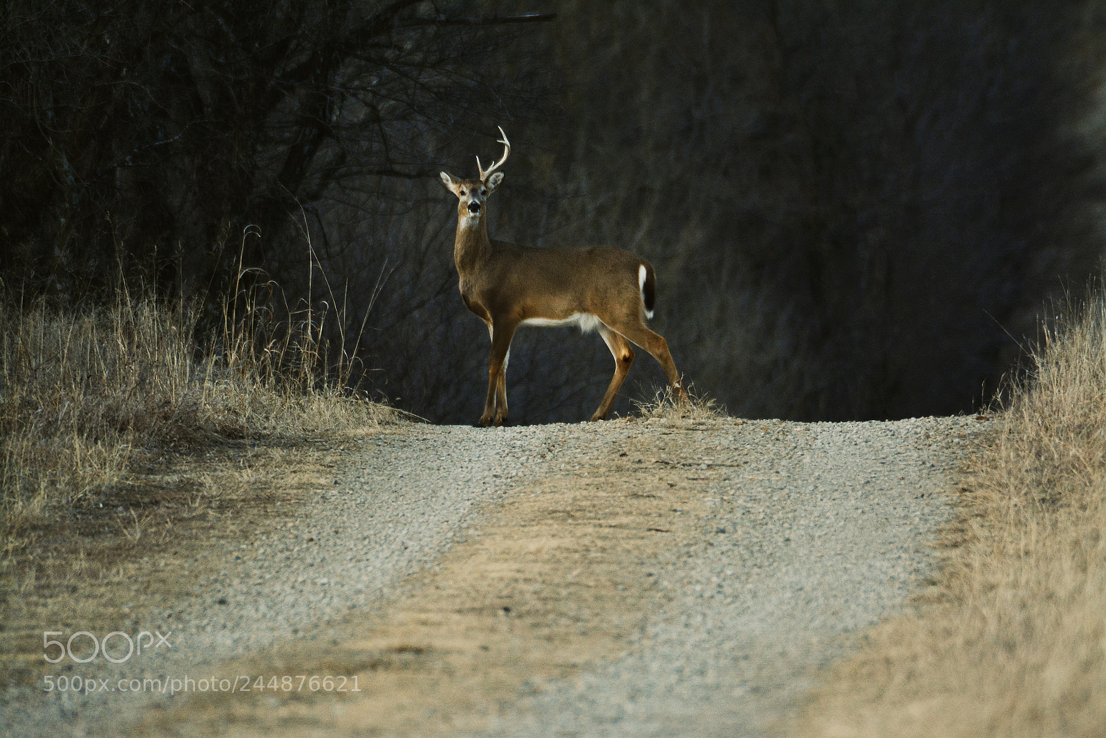 Nikon D7100 sample photo. Half rack photography