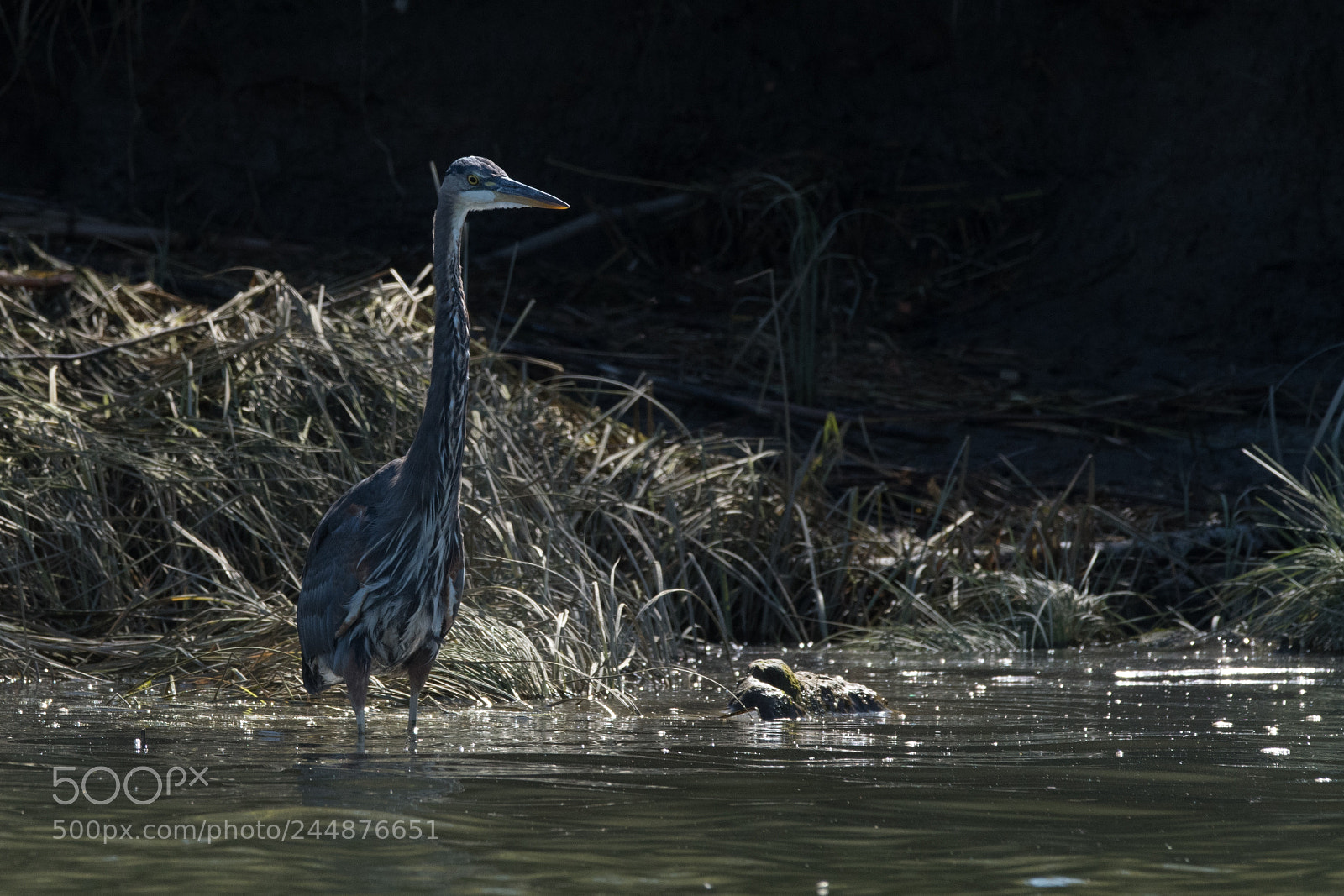 Nikon D500 sample photo. Great blue herron photography