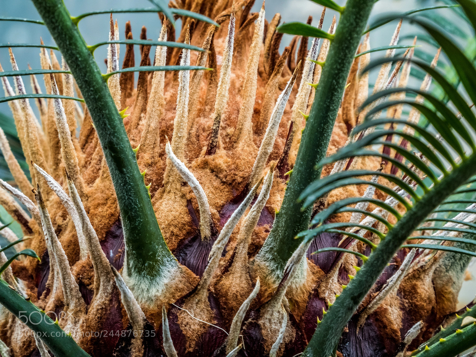 Olympus OM-D E-M5 II sample photo. Spiked bark photography