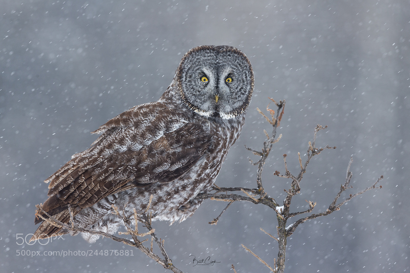 Canon EOS-1D X sample photo. Great gray owl photography