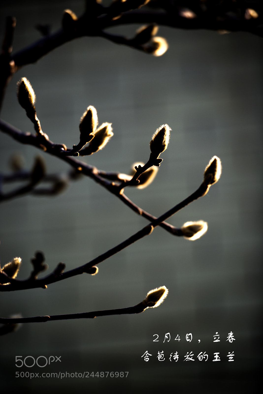 Nikon D800 sample photo. 立春 photography
