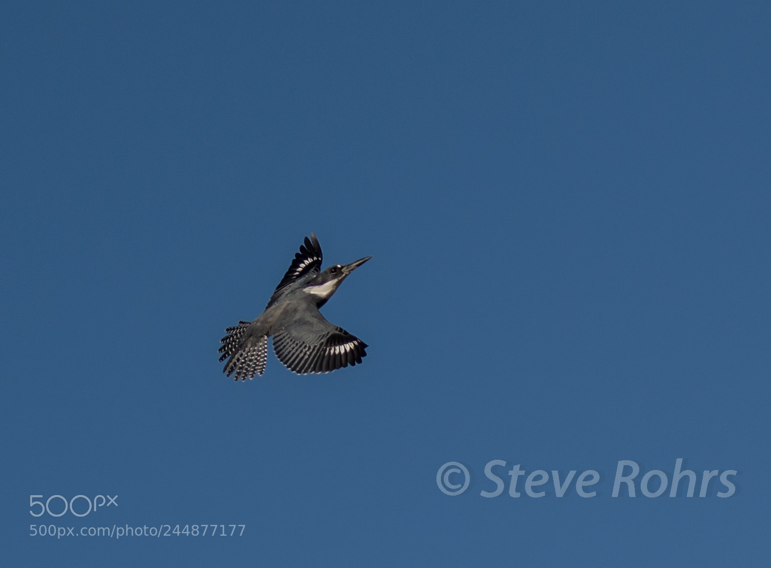 Nikon D7100 sample photo. Belted kingfisher photography
