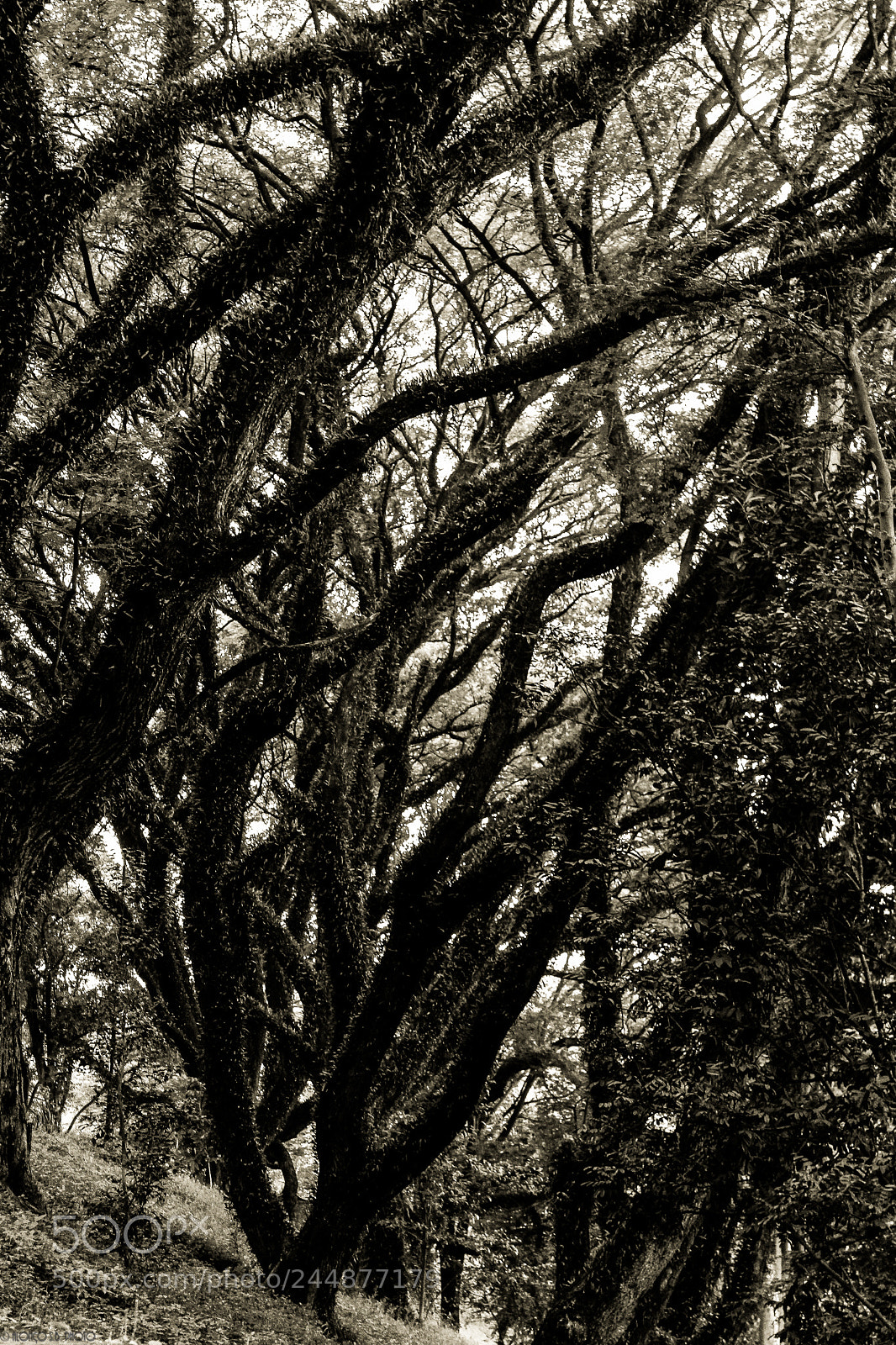 Canon EOS 1200D (EOS Rebel T5 / EOS Kiss X70 / EOS Hi) sample photo. Branches photography