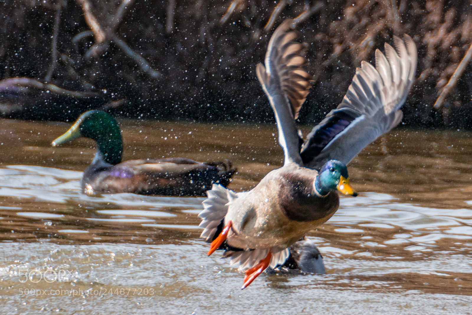 Sony a7R II sample photo. Making a splash... photography