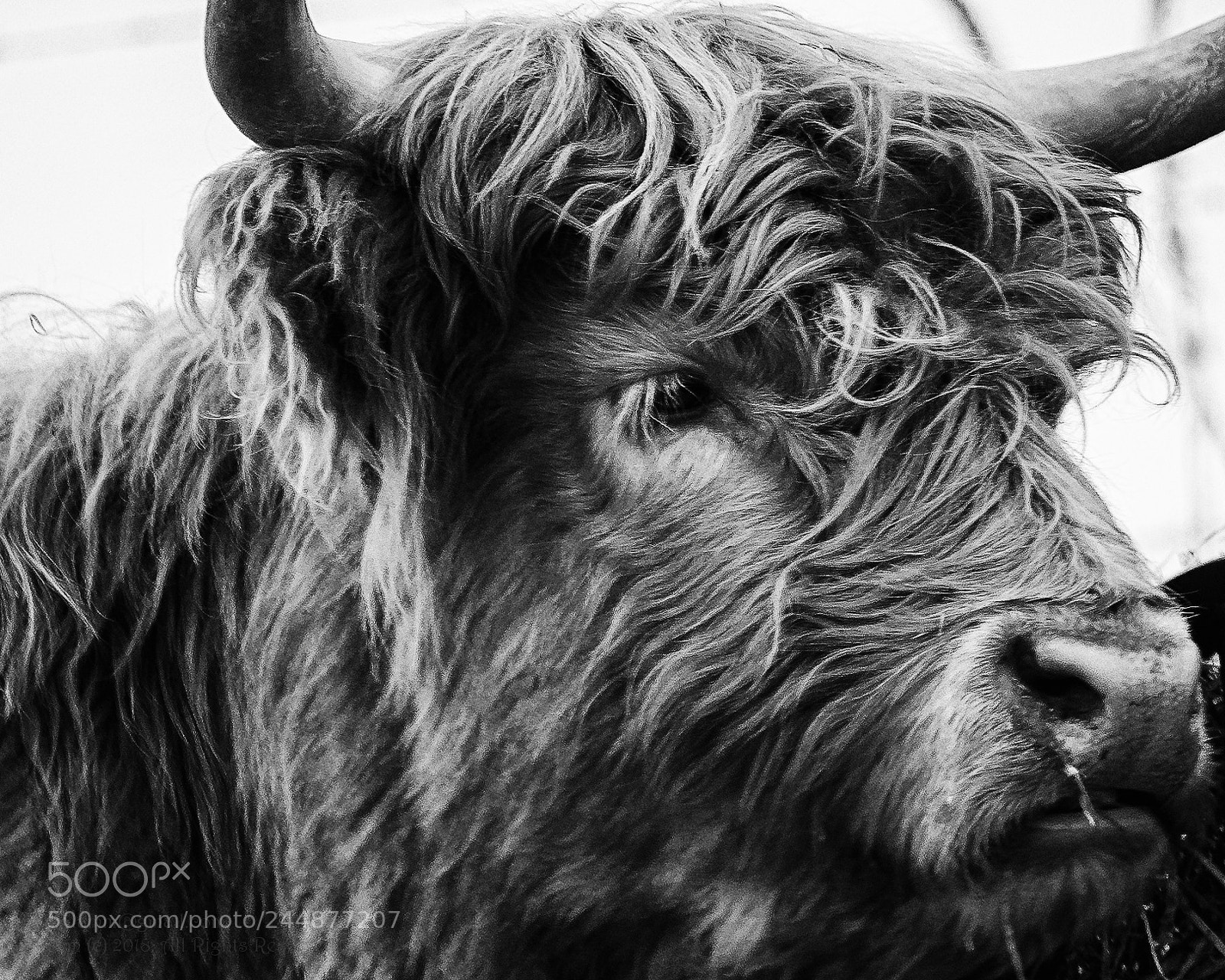 Pentax K-30 sample photo. Rolly polly photography