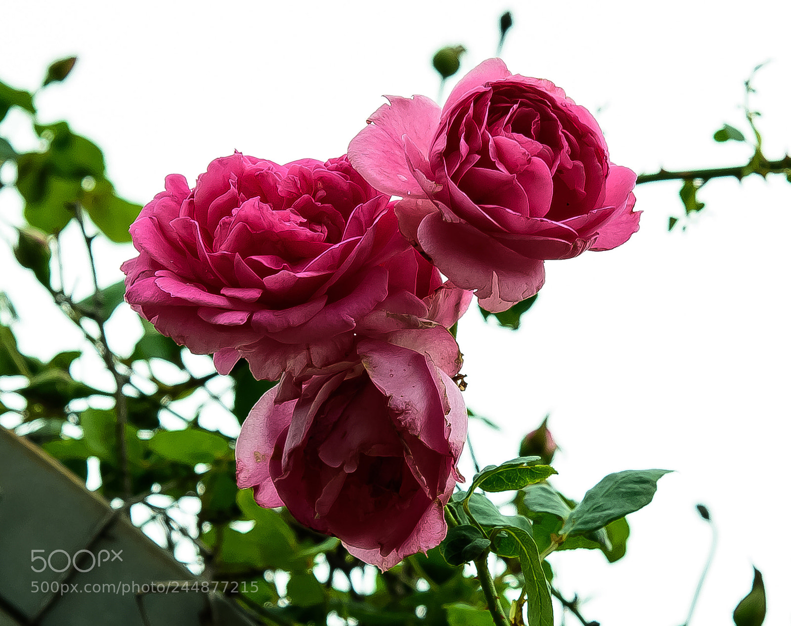 Nikon D810 sample photo. Three roses photography