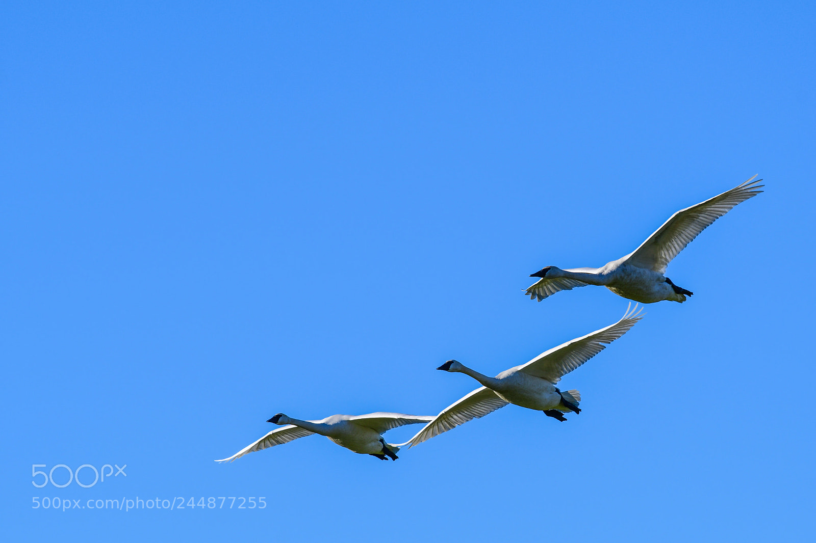 Nikon D500 sample photo. Trumpeter swans in flight photography