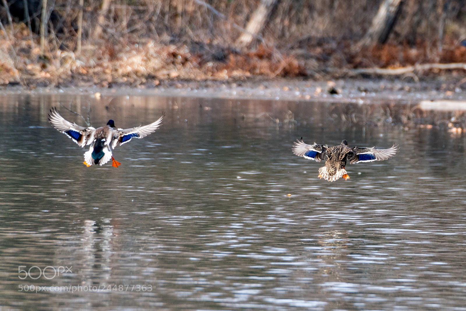 Sony a7R II sample photo. On approach photography