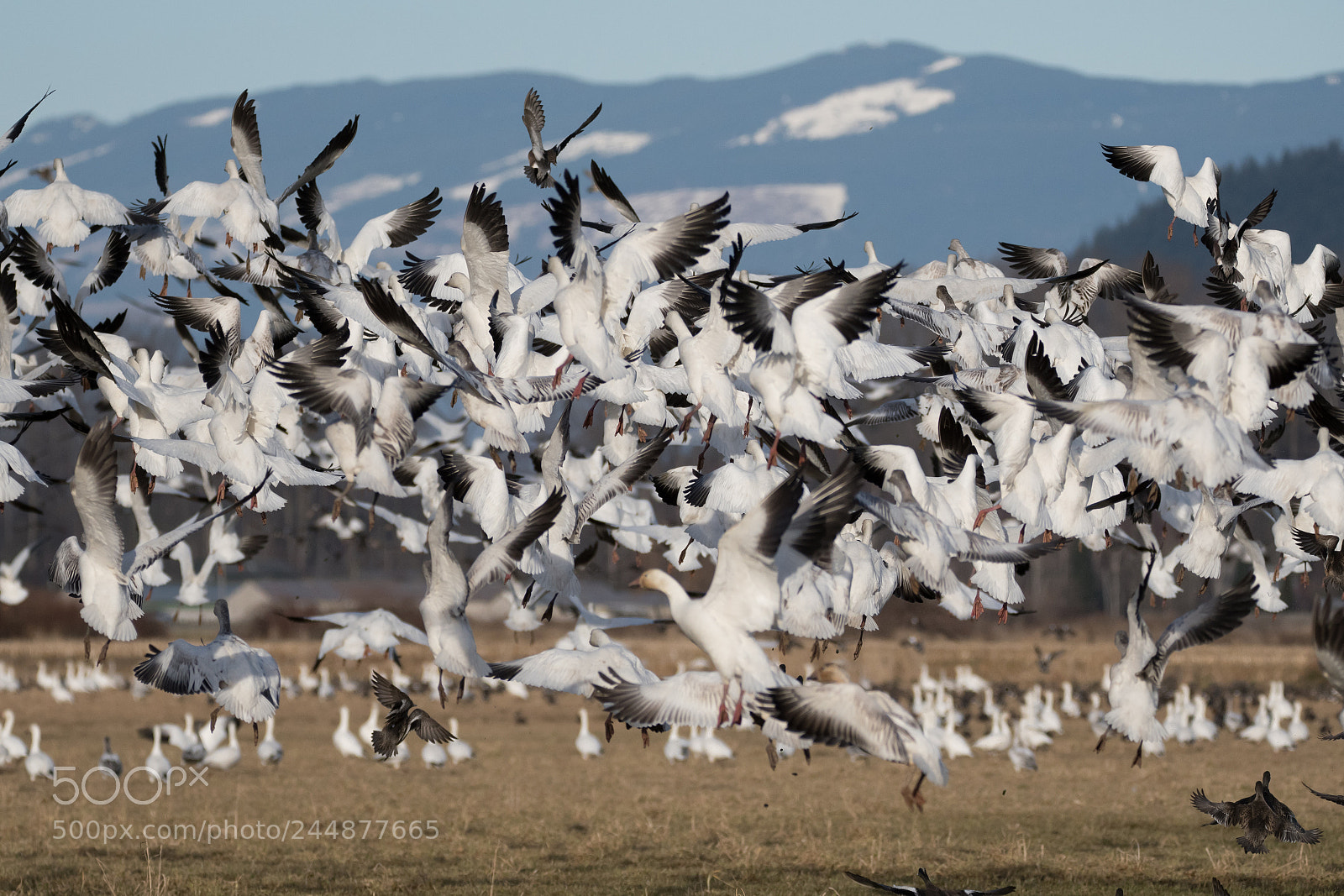 Nikon D500 sample photo. Snow geese - skagit photography
