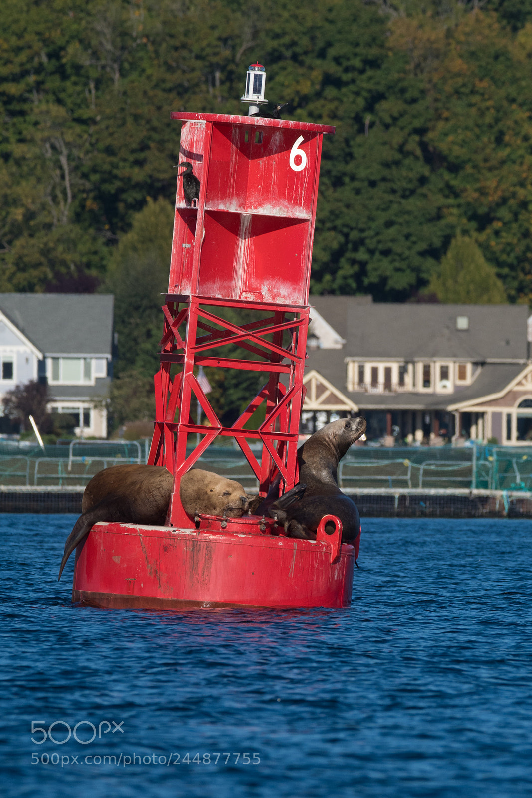 Nikon D500 sample photo. Sealions on navigation buoy photography