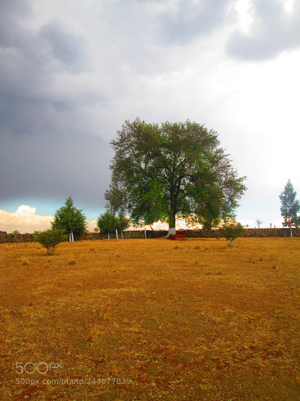 Canon PowerShot A2300 sample photo. ♦ simply majestic ♦ photography