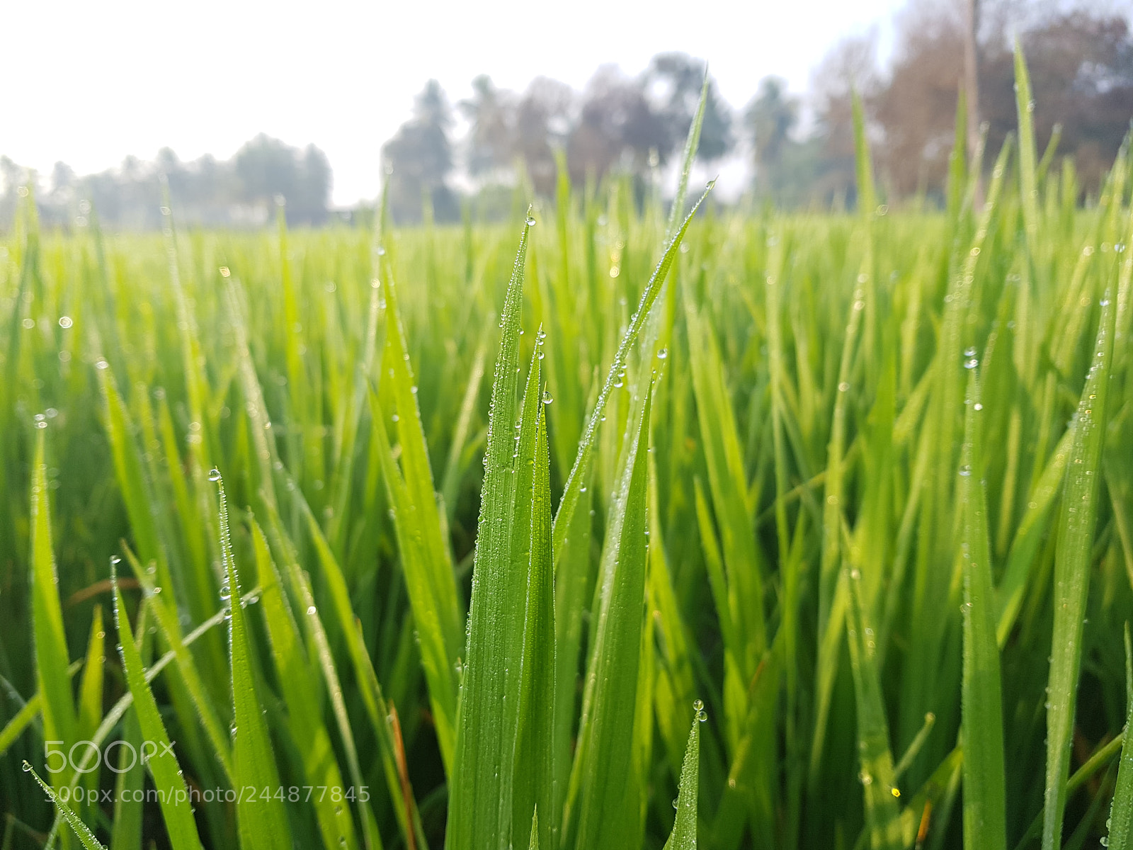 Samsung Galaxy S8 sample photo. Lovely paddy fields..with due photography
