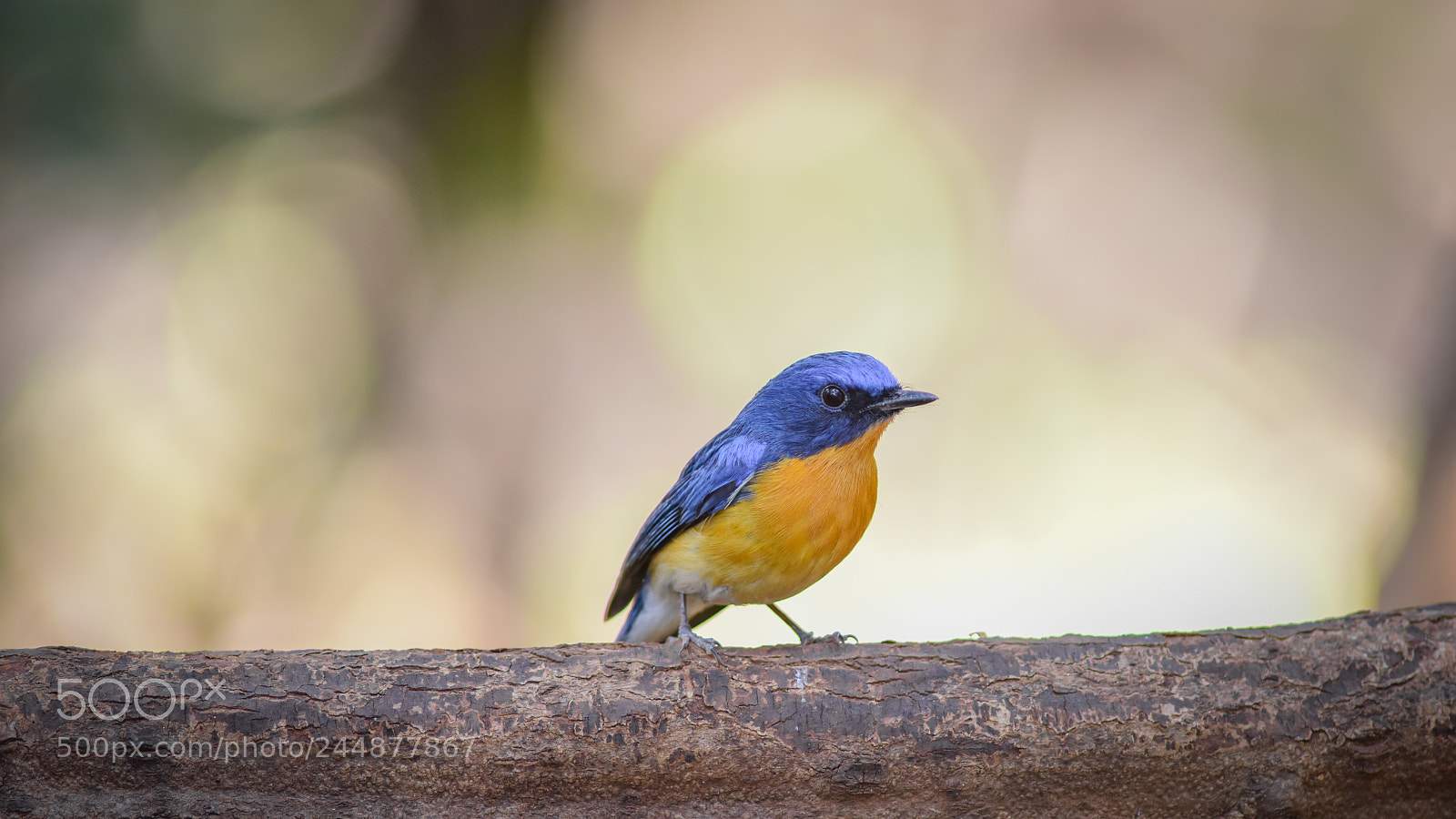 Nikon D810 sample photo. Tickles blue flycatcher photography