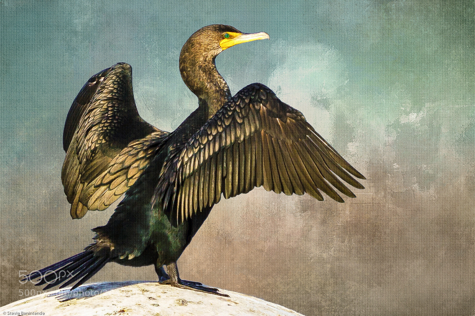 Sony a7R III sample photo. Cormorant drying wings photography