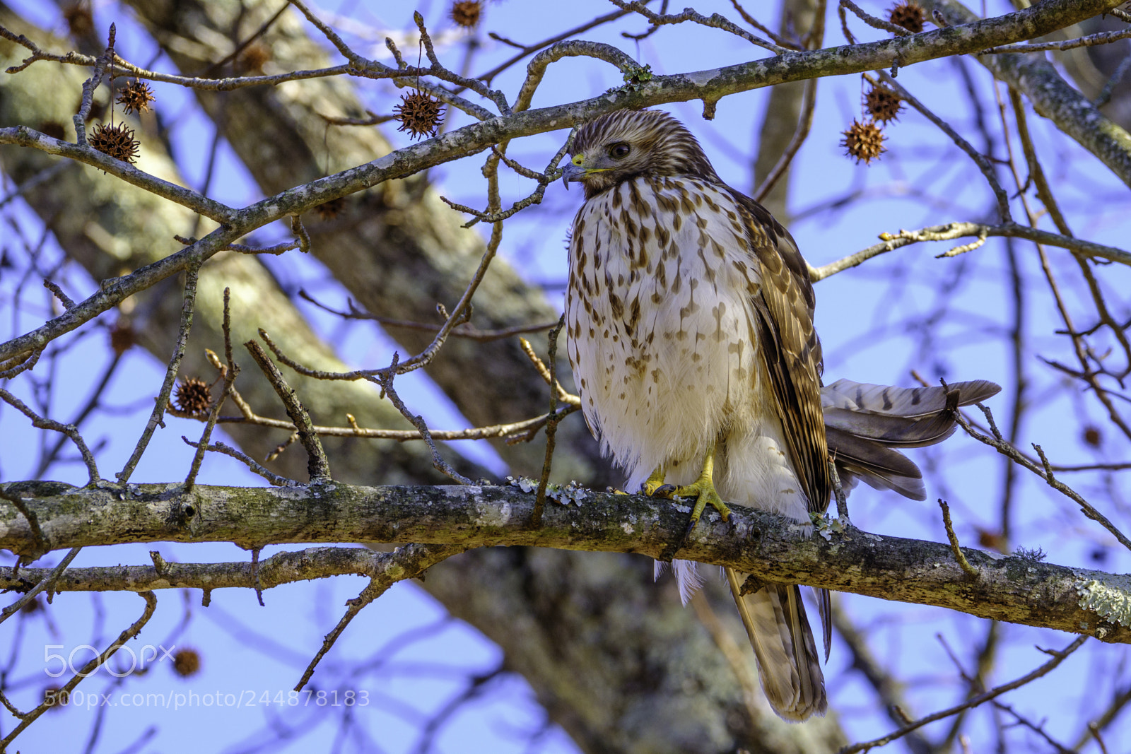 Fujifilm X-T2 sample photo. Hawk photography