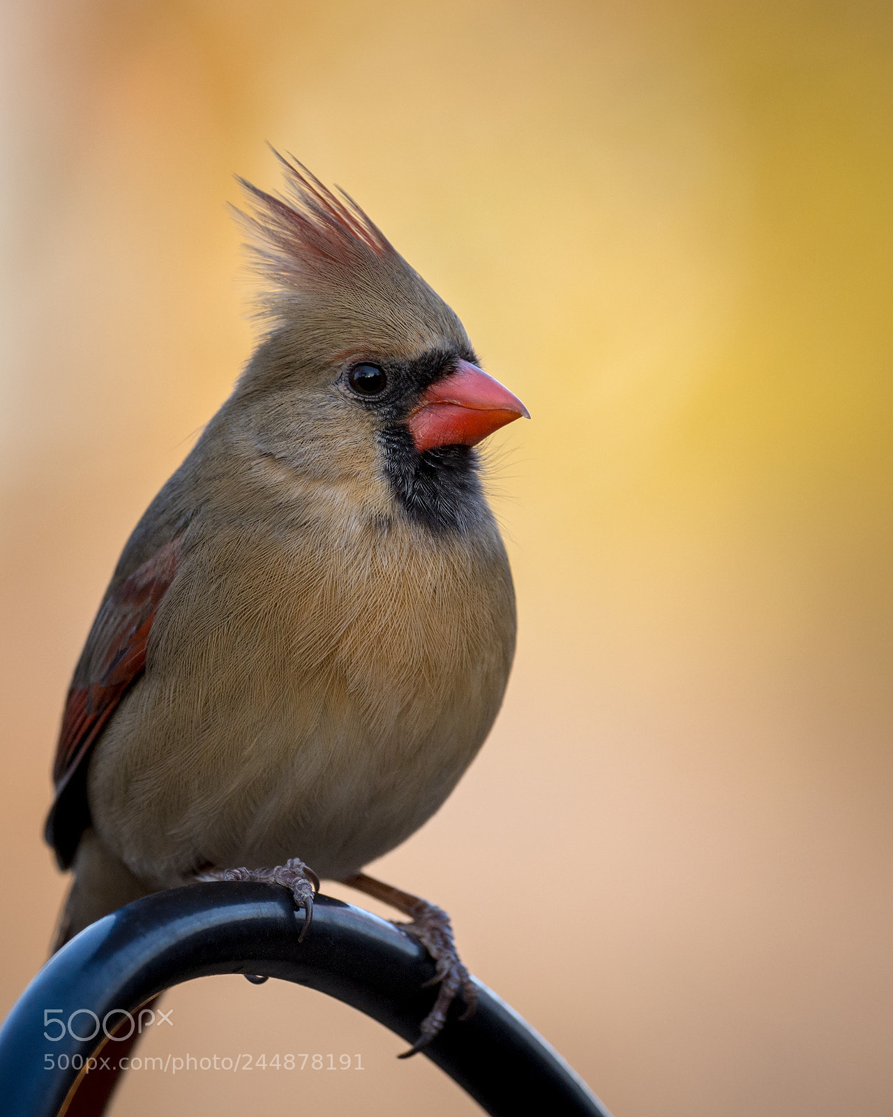 Nikon D7100 sample photo. Female northern cardinal photography