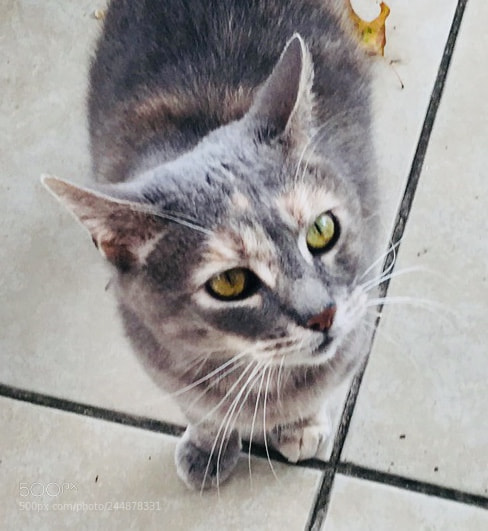 Apple iPhone 6s Plus sample photo. Cat under surveillance photography
