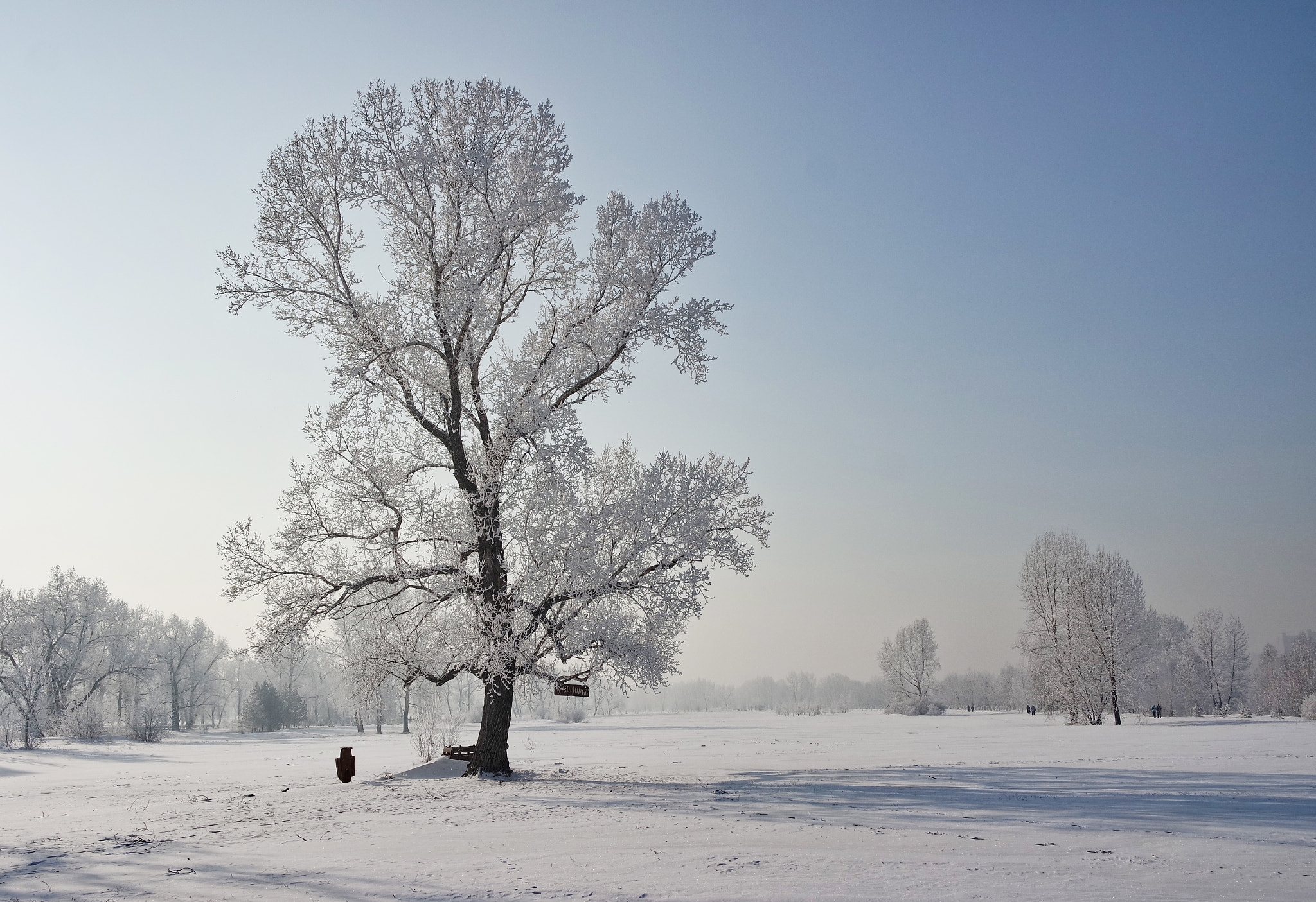 Samsung NX3300 sample photo. Tatyshev tree photography