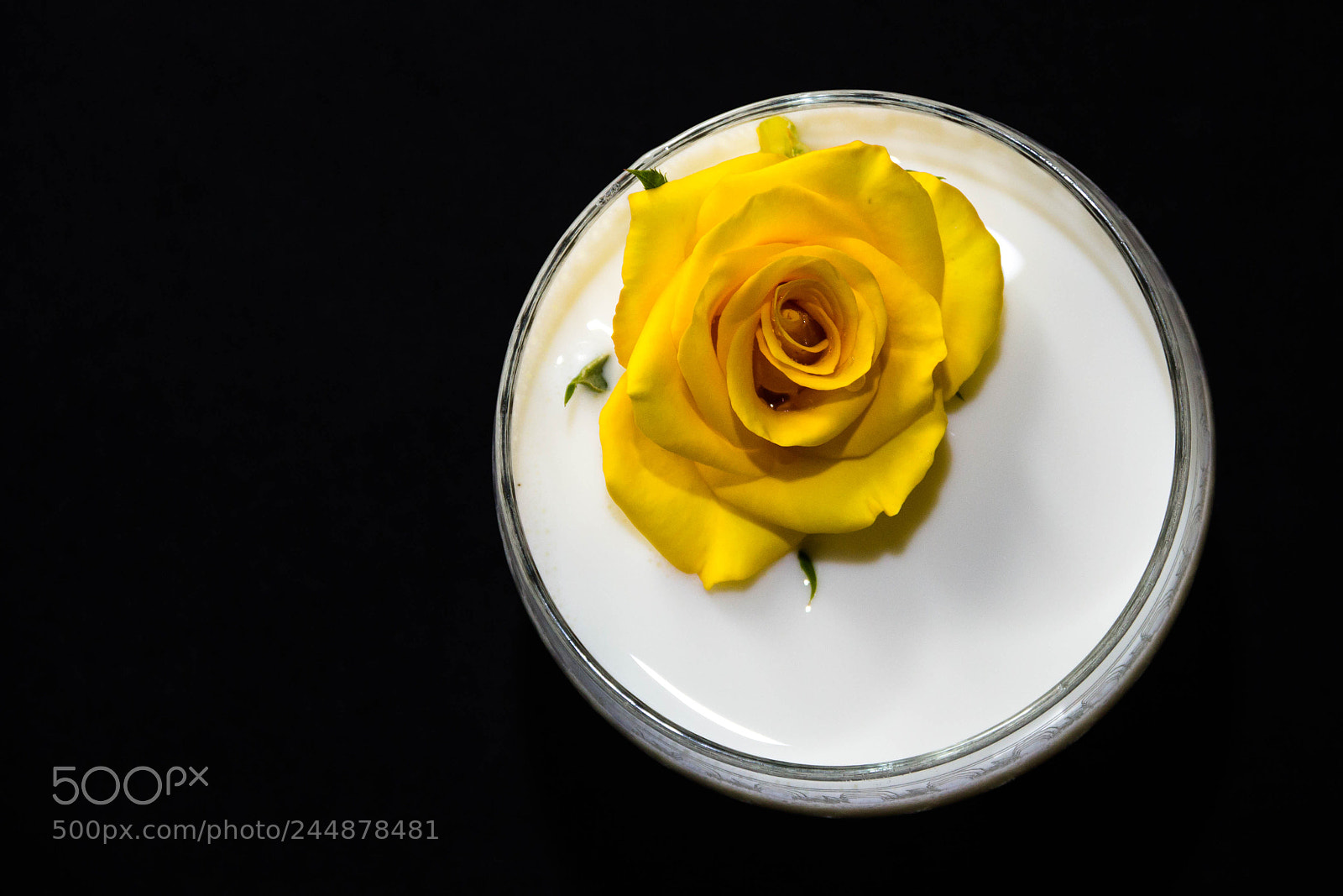 Canon EOS 600D (Rebel EOS T3i / EOS Kiss X5) sample photo. Rose on milk. photography
