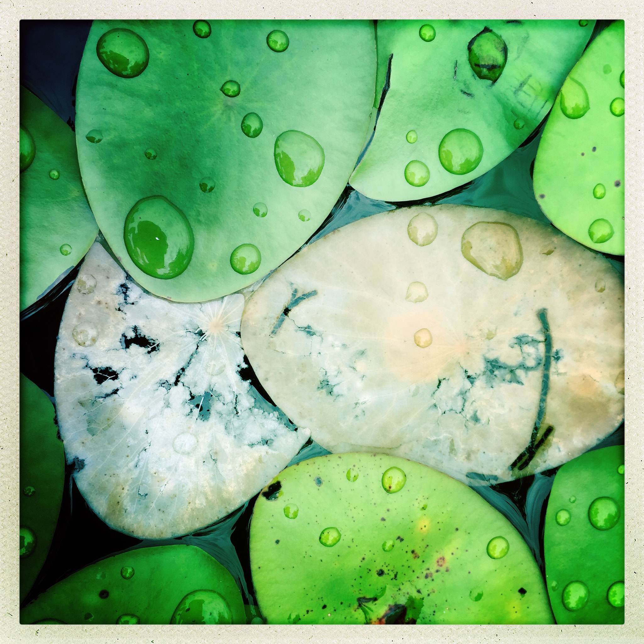 Hipstamatic 313 sample photo. Lily pads photography