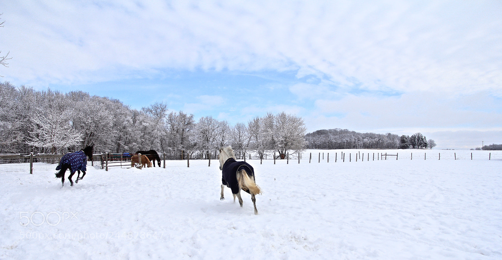 Canon EOS 60D sample photo. Fallon in the snow photography