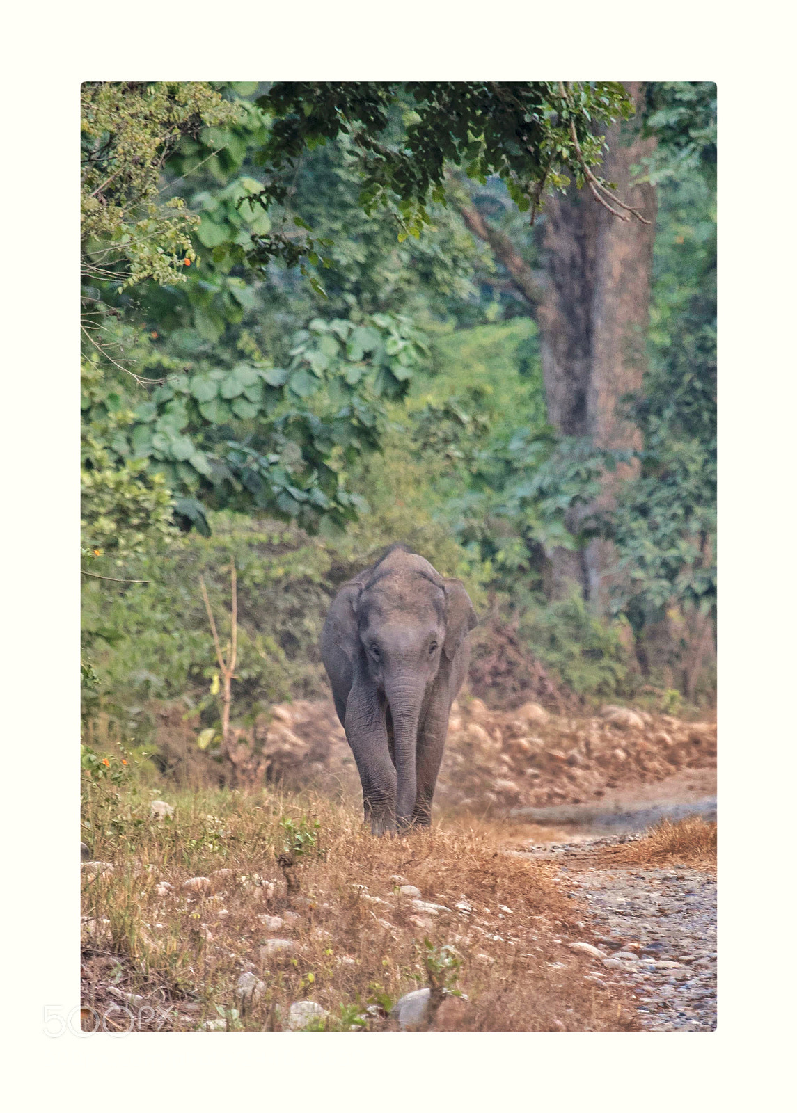 Canon EOS-1D X Mark II sample photo. Elephant cub separated and photography