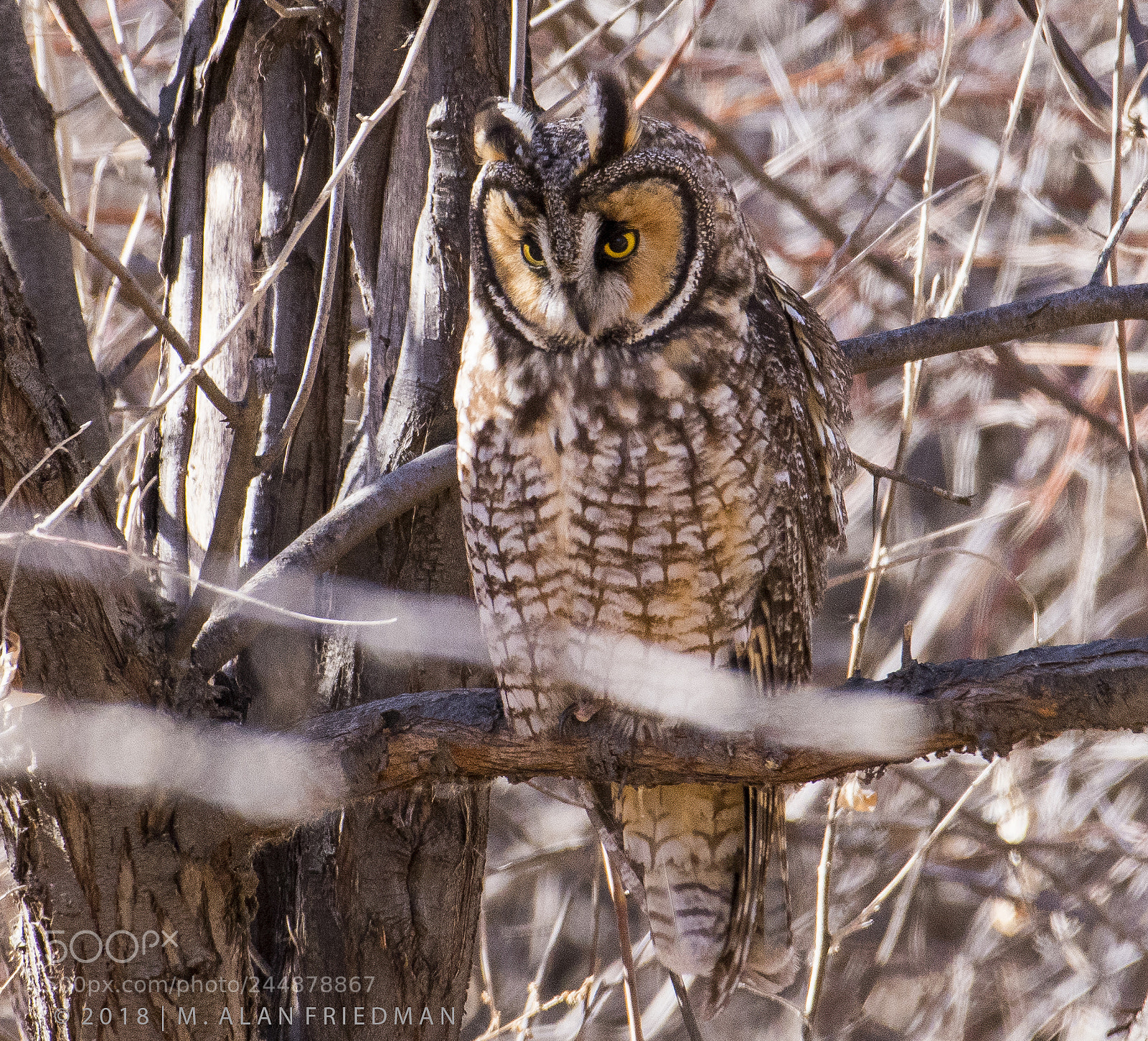 Nikon D500 sample photo. Long-eared owl photography
